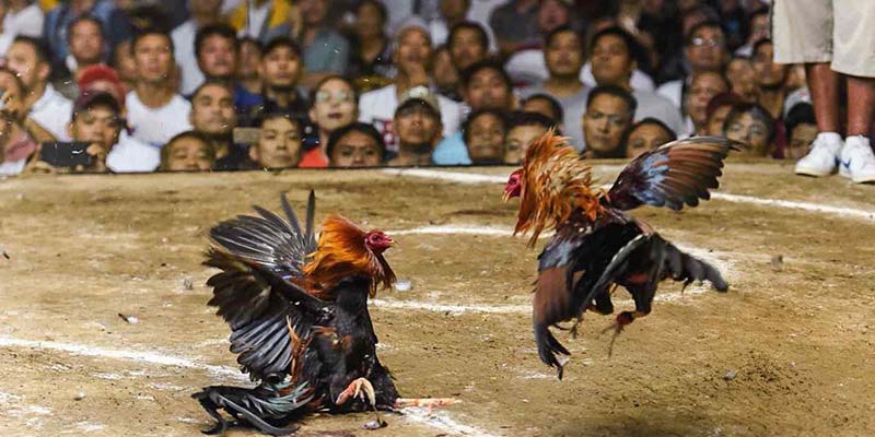 Đá Gà 9bet - Thế Giới Cá Cược Đá Gà Trực Tuyến Hấp Dẫn 3 Cách tham gia cá cược đá gà tại nhà cái