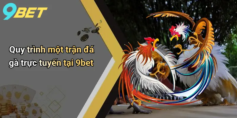 Quy trình một trận đá gà trực tuyến tại 9bet